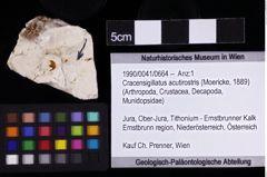 Foto (Objket + Etiketten) von Cracensigillatus acutirostris (Moericke, 1889) 